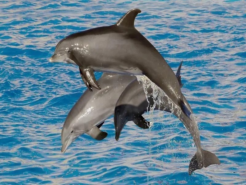 Marineland Resort Antibes 3*,  Francja